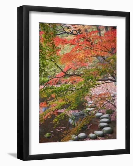 Steppingstones beneath Japanese maple-null-Framed Photographic Print