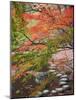 Steppingstones beneath Japanese maple-null-Mounted Photographic Print