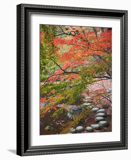 Steppingstones beneath Japanese maple-null-Framed Photographic Print