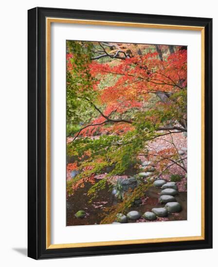 Steppingstones beneath Japanese maple-null-Framed Photographic Print