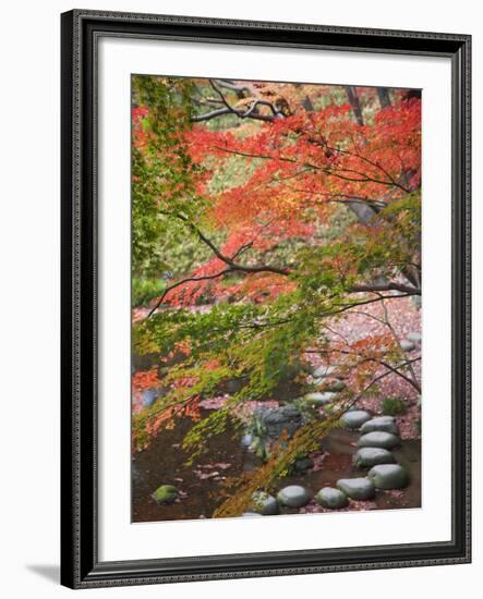 Steppingstones beneath Japanese maple-null-Framed Photographic Print