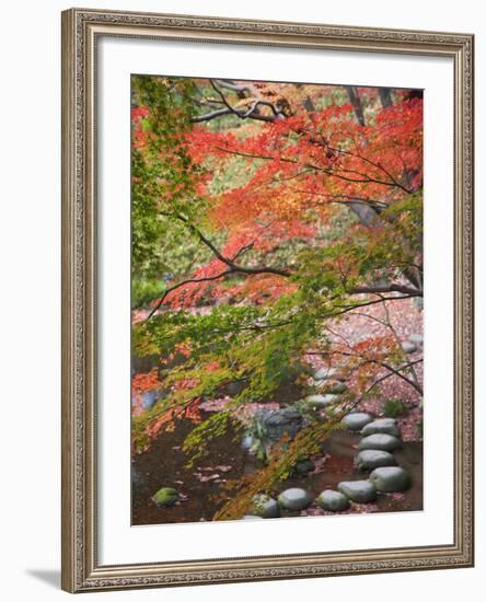 Steppingstones beneath Japanese maple-null-Framed Photographic Print