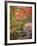 Steppingstones beneath Japanese maple-null-Framed Photographic Print