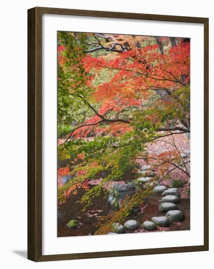 Steppingstones beneath Japanese maple-null-Framed Photographic Print