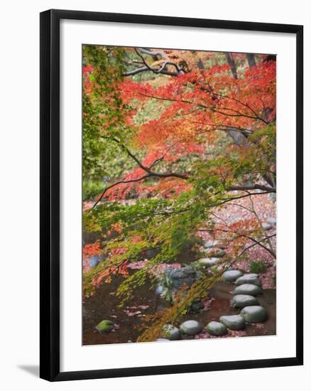 Steppingstones beneath Japanese maple-null-Framed Photographic Print