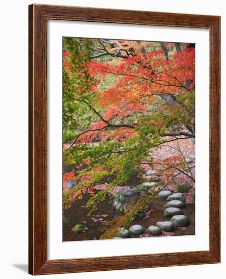 Steppingstones beneath Japanese maple-null-Framed Photographic Print