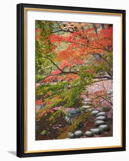 Steppingstones beneath Japanese maple-null-Framed Photographic Print