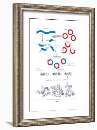 Steps Involved in the Engineering of a Recombinant Dna Molecule. Genetic Engineering, Genetics-Encyclopaedia Britannica-Framed Art Print