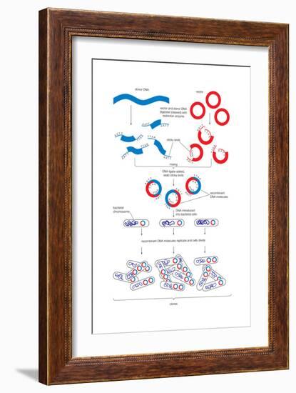 Steps Involved in the Engineering of a Recombinant Dna Molecule. Genetic Engineering, Genetics-Encyclopaedia Britannica-Framed Art Print