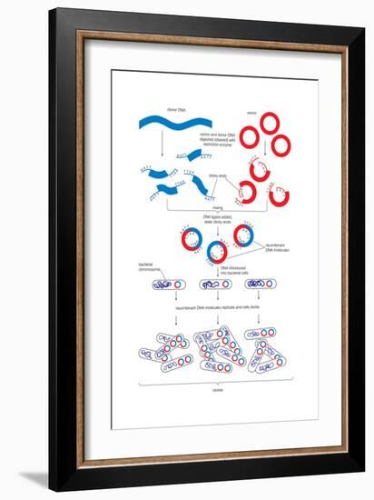 Steps Involved in the Engineering of a Recombinant Dna Molecule. Genetic Engineering, Genetics-Encyclopaedia Britannica-Framed Art Print