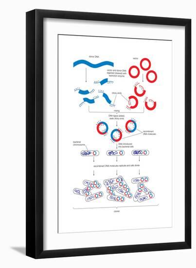 Steps Involved in the Engineering of a Recombinant Dna Molecule. Genetic Engineering, Genetics-Encyclopaedia Britannica-Framed Art Print