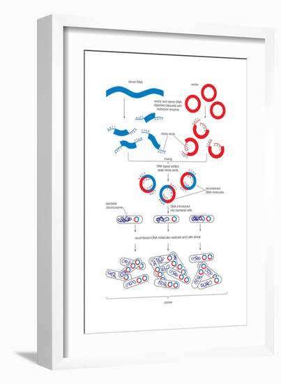 Steps Involved in the Engineering of a Recombinant Dna Molecule. Genetic Engineering, Genetics-Encyclopaedia Britannica-Framed Art Print