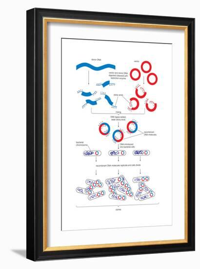 Steps Involved in the Engineering of a Recombinant Dna Molecule. Genetic Engineering, Genetics-Encyclopaedia Britannica-Framed Art Print