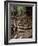 Steps on the Inca Trail, Peru, South America-Rob Cousins-Framed Photographic Print