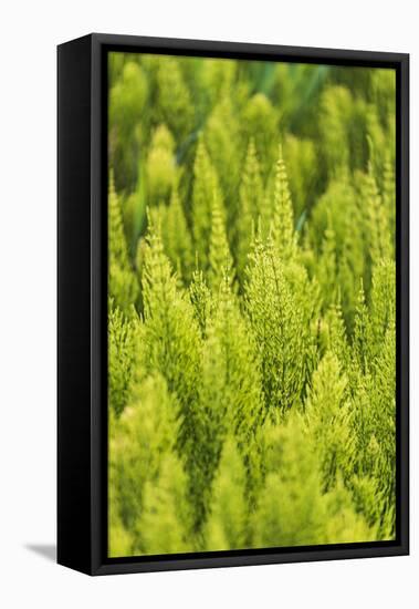 Steptoe, Washington State, USA. Horsetail plants (equisetum) in the Palouse hills.-Emily Wilson-Framed Premier Image Canvas