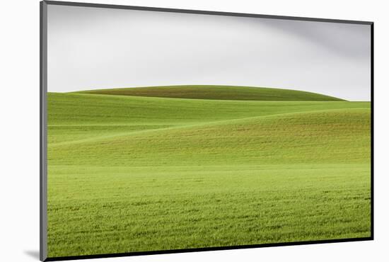 Steptoe, Washington State, USA. Wheat fields in the rolling Palouse hills of Washington.-Emily Wilson-Mounted Photographic Print