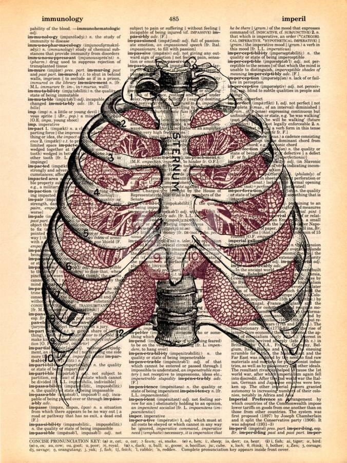 Sternum Lungs Art Print By Book Dictionary Art Art Com