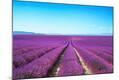Photographic Print