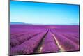 Photographic Print