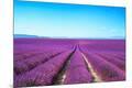 Photographic Print
