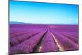 Photographic Print