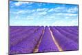 Photographic Print
