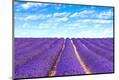 Photographic Print
