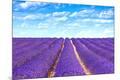 Photographic Print