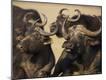 Photographic Print
