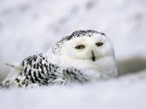 Captive Snowy Owl (Nictea Scandiaca)-Steve & Ann Toon-Photographic Print