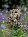 Captive Tawny Owl (Strix Aluco) in Bluebells, United Kingdom-Steve & Ann Toon-Photographic Print