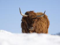 Highland Cow in Snow, Conservation Grazing on Arnside Knott, Cumbria, England-Steve & Ann Toon-Photographic Print