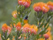 Orange-Breasted Sunbird, Anthobaphes Violacea, Kirstenbosch Botanical Garden, Cape Town-Steve & Ann Toon-Photographic Print