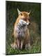 Photographic Print