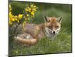 Photographic Print
