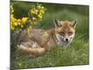 Photographic Print