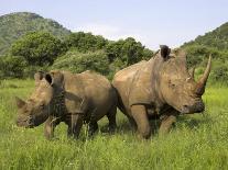 White Rhino, with Calf in Pilanesberg Game Reserve, South Africa-Steve & Ann Toon-Photographic Print