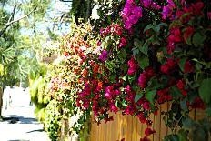 Bougainvillea on the Wall-Steve Ash-Photographic Print
