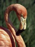Flamingo-Steve Bavister-Photographic Print