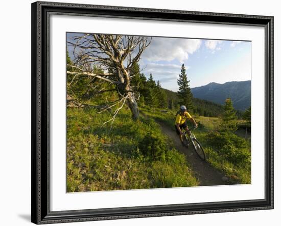 Steve Bjorklund Rides the Singletrack of the Bangtail Ridge Trail Near Bozeman, Montana, Usa Mr-Chuck Haney-Framed Photographic Print