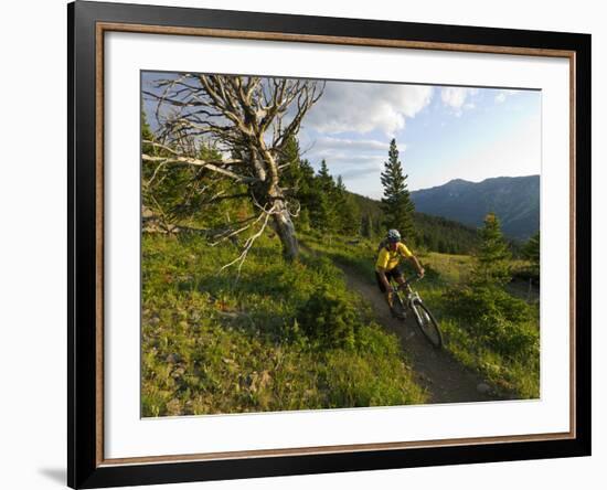 Steve Bjorklund Rides the Singletrack of the Bangtail Ridge Trail Near Bozeman, Montana, Usa Mr-Chuck Haney-Framed Photographic Print