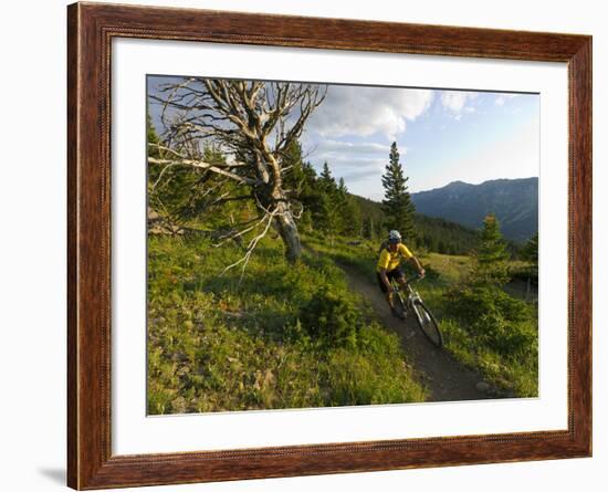 Steve Bjorklund Rides the Singletrack of the Bangtail Ridge Trail Near Bozeman, Montana, Usa Mr-Chuck Haney-Framed Photographic Print