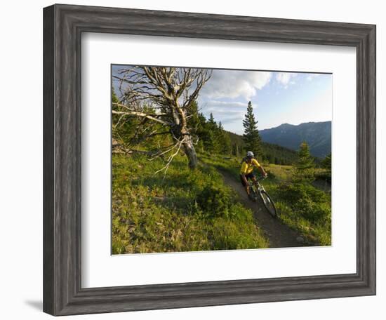 Steve Bjorklund Rides the Singletrack of the Bangtail Ridge Trail Near Bozeman, Montana, Usa Mr-Chuck Haney-Framed Photographic Print