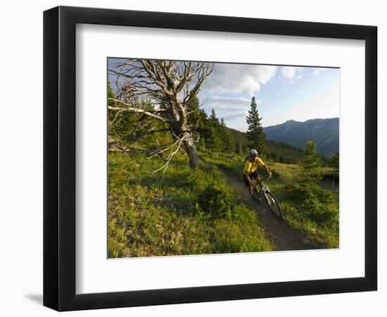 Steve Bjorklund Rides the Singletrack of the Bangtail Ridge Trail Near Bozeman, Montana, Usa Mr-Chuck Haney-Framed Photographic Print