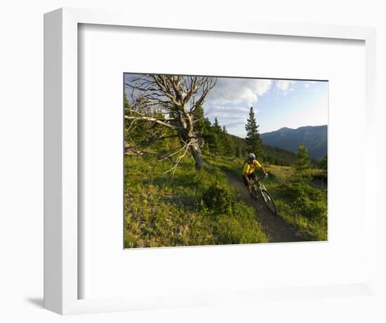 Steve Bjorklund Rides the Singletrack of the Bangtail Ridge Trail Near Bozeman, Montana, Usa Mr-Chuck Haney-Framed Photographic Print