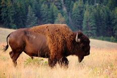 American Bison Buffalo Side Profile Early Morning in Montana at National Bison Refuge-Steve Boice-Framed Photographic Print