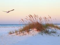 A Brown Pelican Flies over a White Sand Florida Beach at Sunrise-Steve Bower-Framed Photographic Print