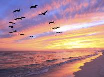 A Flock of Brown Pelicans Fly over the Beach as the Sun Sets-Steve Bower-Mounted Photographic Print