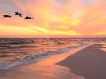 A Brown Pelican Flies over a White Sand Florida Beach at Sunrise-Steve Bower-Photographic Print