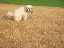 Poodle Urinating on Dead Grass-Steve Cicero-Framed Premier Image Canvas